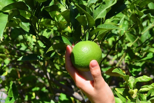 Ağaçta olgunlaşmamış mandalina meyveleri var.