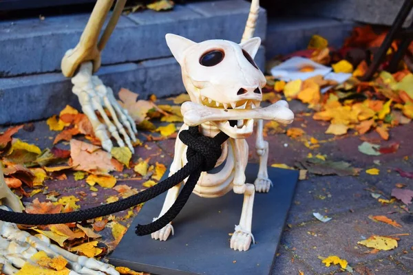 Decoratie Plastic Skelet Van Een Hond Voor Halloween — Stockfoto