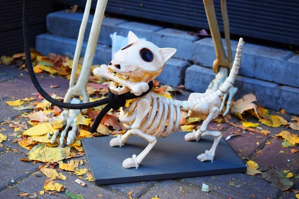 Dekoration Plast Skelett Hund För Halloween — Stockfoto