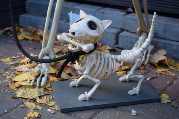 Decoratie Plastic Skelet Van Een Hond Voor Halloween — Stockfoto