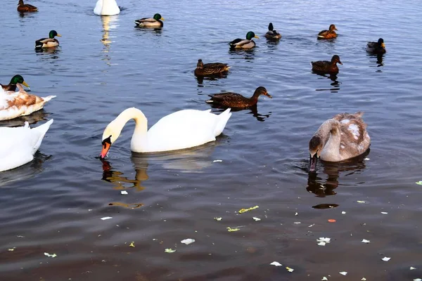 Cygnus Olor Una Especie Cisne Familia Anatidae —  Fotos de Stock