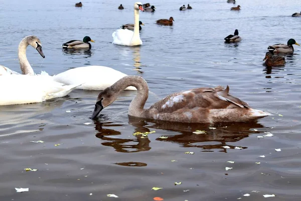 Néma Hattyú Cygnus Olor Hattyúfaj Anatidae Vízimadár Család Tagja — Stock Fotó