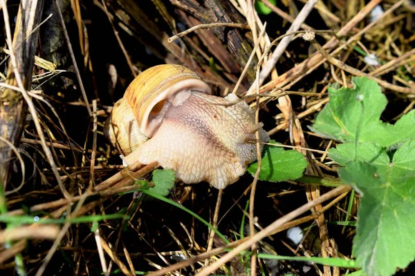 Gastropods Commonly Known Snails Slugs Belong Large Taxonomic Class Invertebrates — Stock Photo, Image
