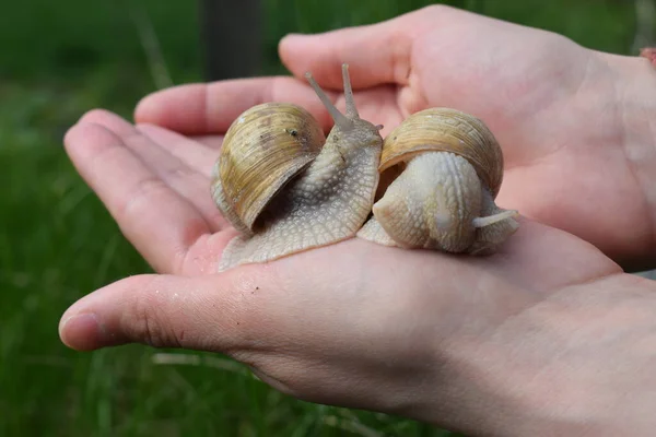 Gastropods Commonly Known Snails Slugs Belong Large Taxonomic Class Invertebrates — Fotografia de Stock
