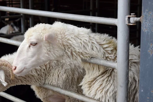 Fat Tailed Sheep General Type Domestic Sheep Known Distinctive Large — Stok fotoğraf