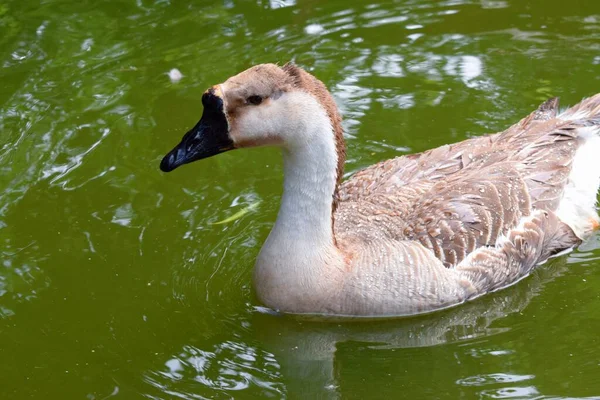 Geese Swim Pond — Stock Photo, Image