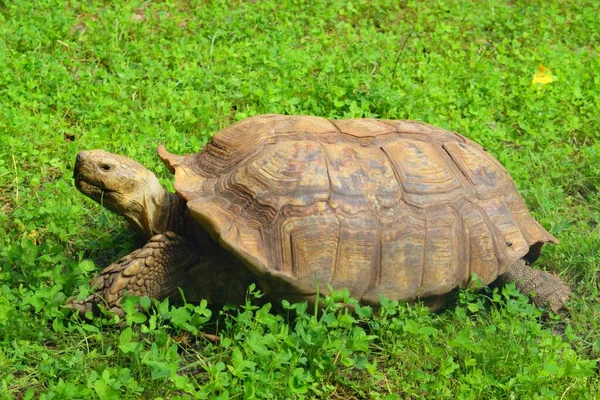 African Spurred Tortoise Also Called Sulcata Tortoise Species Tortoise Inhabiting — Stockfoto