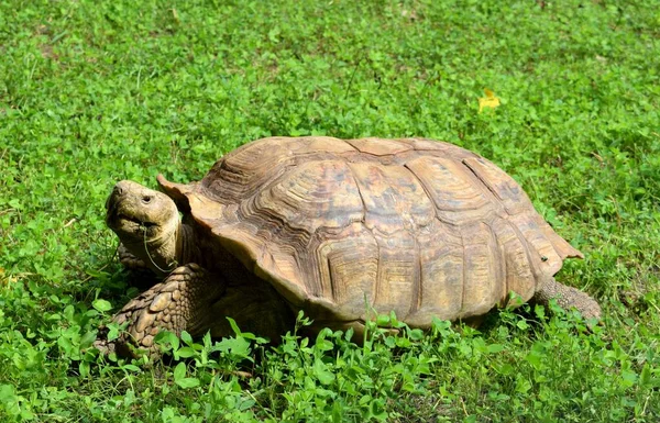 African Spurred Tortoise Also Called Sulcata Tortoise Species Tortoise Inhabiting — Stockfoto