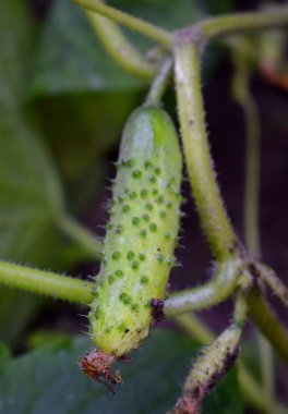 Bahçede yeşil salatalık