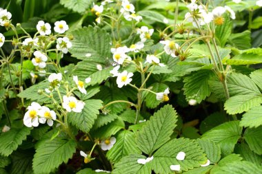 Fragaria, gülgiller (Rosaceae) familyasından bir bitki cinsidir..