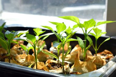 pencere üzerinde biber fideleri