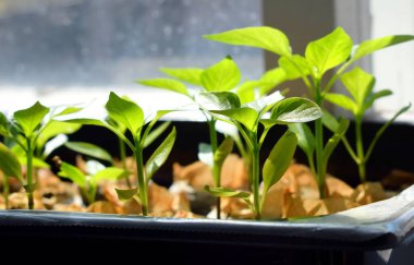 pencere üzerinde biber fideleri