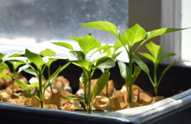 pencere üzerinde biber fideleri