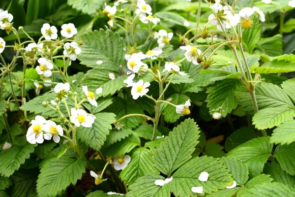 Fragaria Genus Flowering Plants Rose Family Rosaceae Commonly Known Strawberries — Foto Stock