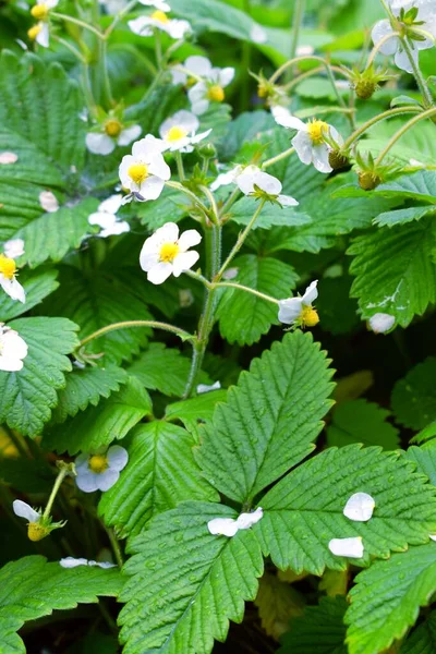 Fragaria Genus Flowering Plants Rose Family Rosaceae Commonly Known Strawberries — Foto Stock