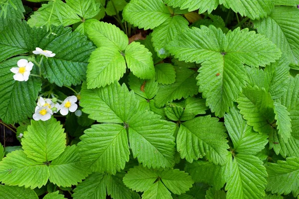 Fragaria, gülgiller (Rosaceae) familyasından bir bitki cinsidir..