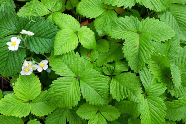 Fragaria Genus Flowering Plants Rose Family Rosaceae Commonly Known Strawberries — Foto Stock