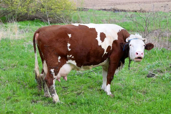 Brown White Cow Background Green Grasses — Stock fotografie