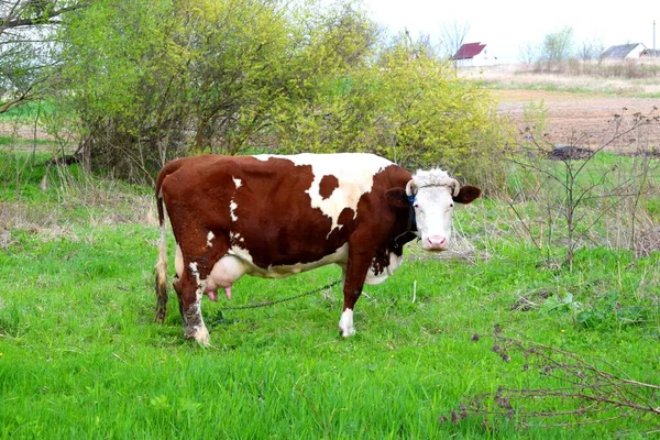 Brown White Cow Background Green Grasses — Stock Fotó