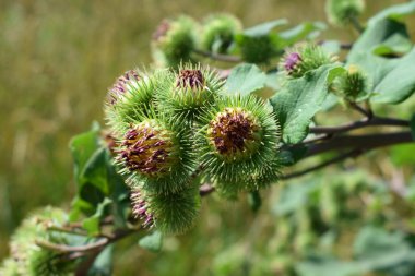 Summer harvest of pears