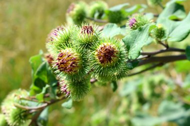 Summer harvest of pears