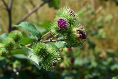 Summer harvest of pears
