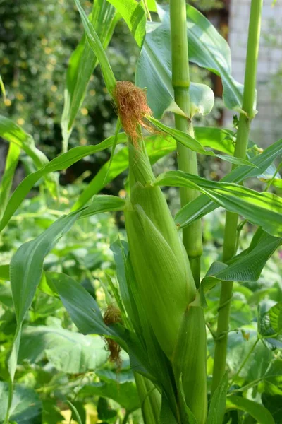 Maize Also Known Corn Cereal Grain First Domesticated Indigenous Peoples — Foto Stock