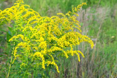 Solidago, commonly called goldenrods, are herbaceous perennial species found in open areas such as meadows, prairies, and savannas. 