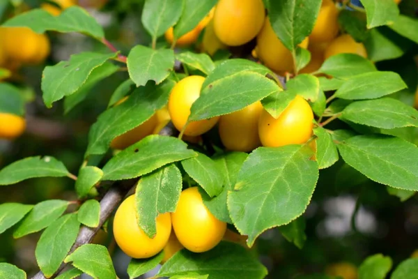 Mirabelle plum  is a cultivar group of plum trees of the genus Prunus. It is believed that the plum was cultivated from a wild fruit grown in Anatolia.