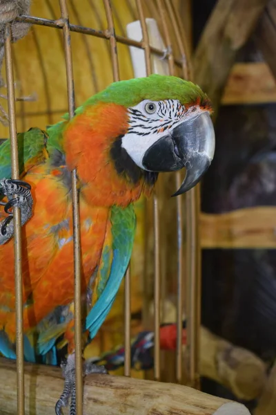 Macaw Parrot Cage — Stock Photo, Image