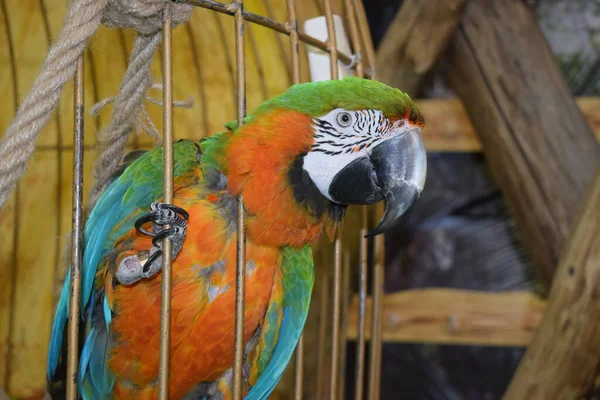 Папуга Макаве Клітці — стокове фото
