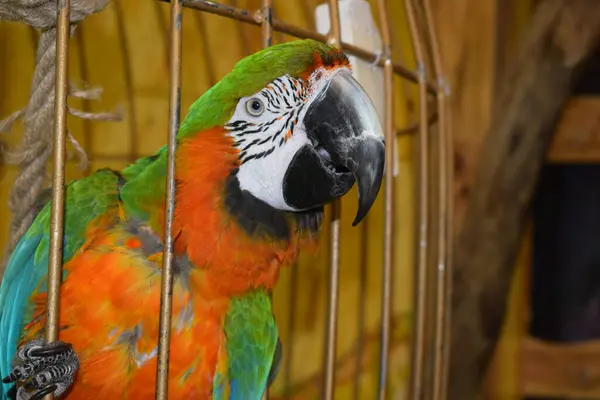 Папуга Макаве Клітці — стокове фото