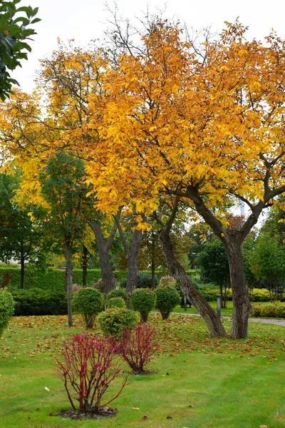 Sarı sonbahar park ağaçlarda