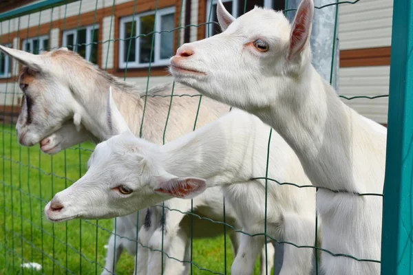 Beautiful Goats Stand Fence — Stock Photo, Image