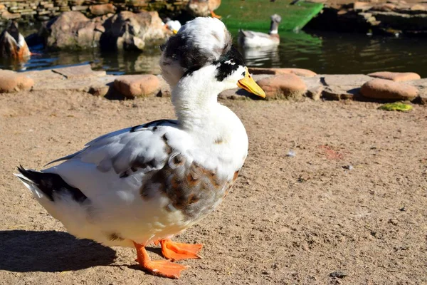 Crested Una Raza Pato Doméstico Que Tiene Aspecto Debido Que —  Fotos de Stock