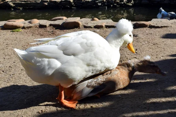 Crested Una Raza Pato Doméstico Que Tiene Aspecto Debido Que —  Fotos de Stock