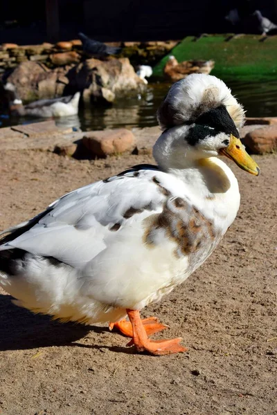 İbikli evcil bir ördek türüdür. Görünüşüne sahiptir çünkü genetik bir mutasyon için heterozigot olup kafatasında deformasyona neden olur..