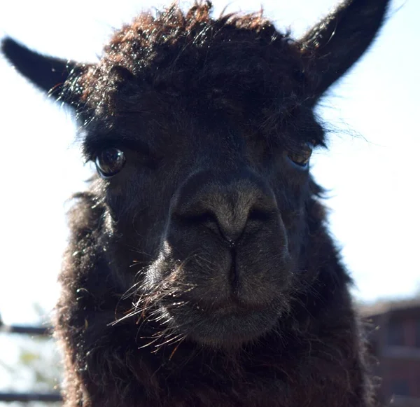 Alpaga Est Une Espèce Camélidés Amérique Sud Semblable Lama Souvent — Photo
