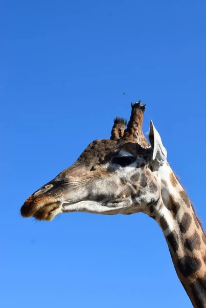 Girafe Est Genre Mammifères Ongulés Doigts Pairs Africains Les Grands — Photo