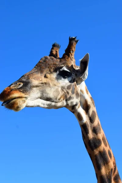 Die Giraffe Ist Eine Gattung Afrikanischer Huftiere Die Höchsten Lebenden — Stockfoto