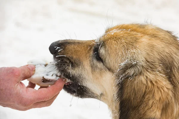 Tschechischer Sennenhund Porträt Eines Gefrorenen Hundes Aus Nächster Nähe Füttern — Stockfoto