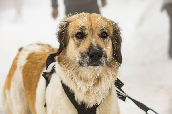 Perro Montaña Checo Retrato Cerca Perro Congelado Alimentar Perro Invierno —  Fotos de Stock