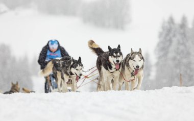 Kışın kızağın arkasında kar üzerinde kızak yarışında saklanan ezici. Kış çeçenistan kırsalında iri köpeklerle kayak yapmak. Kış manzarasında bir takımda köpek sürüsü.