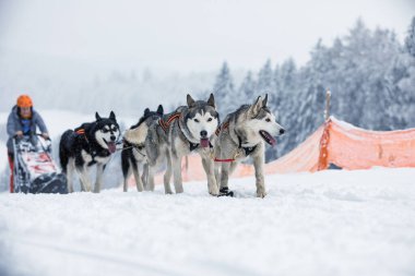 Kışın kızağın arkasında kar üzerinde kızak yarışında saklanan ezici. Kış çeçenistan kırsalında iri köpeklerle kayak yapmak. Kış manzarasında bir takımda köpek sürüsü.