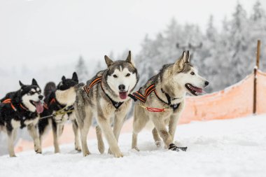 Kışın kızağın arkasında kar üzerinde kızak yarışında saklanan ezici. Kış çeçenistan kırsalında iri köpeklerle kayak yapmak. Kış manzarasında bir takımda köpek sürüsü.