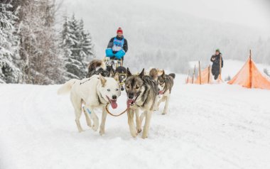 Kışın kızağın arkasında kar üzerinde kızak yarışında saklanan ezici. Kış çeçenistan kırsalında iri köpeklerle kayak yapmak. Kış manzarasında bir takımda köpek sürüsü.