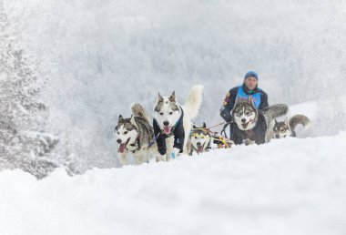 Kışın kızağın arkasında kar üzerinde kızak yarışında saklanan ezici. Kış çeçenistan kırsalında iri köpeklerle kayak yapmak. Kış manzarasında bir takımda köpek sürüsü.