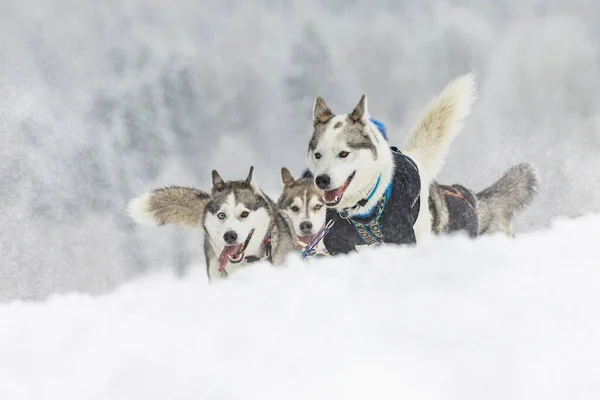 Musher Versteckt Sich Winter Beim Schlittenhunderennen Auf Schnee Hinter Schlitten — Stockfoto