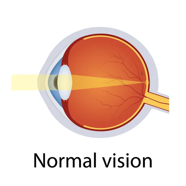 Normal Eye Vision Illustration. Human Eye Optical System. Detailed Anatomy of Healthy Eyeball. Correct Vision Concept. Isolated Vector — Stock Vector