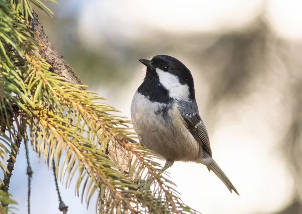 Coal Tit Periparus Ater Bird Sits Spruce Branch — Stockfoto